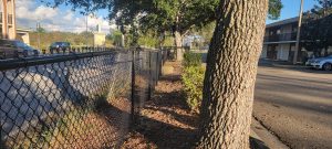 commercial chain link fence big tree in front of fence